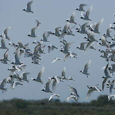 Mouette mélanocéphale