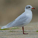 Mouette mélanocéphale