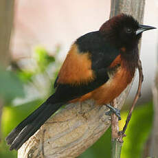 Oriole de la Martinique