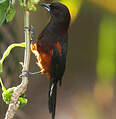 Oriole de la Martinique