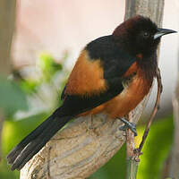Oriole de Martinique