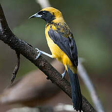 Oriole monacal