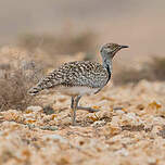 Outarde houbara