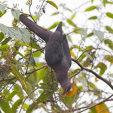 Pigeon plombé