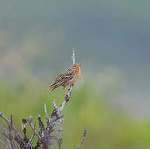 Pipit à gorge rousse