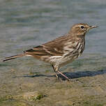 Pipit spioncelle