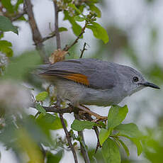 Prinia grise