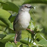 Prinia modeste