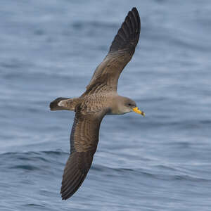 Puffin de Scopoli