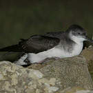 Puffin des Anglais