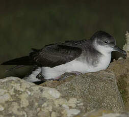 Puffin des Anglais