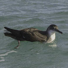 Puffin yelkouan