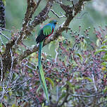 Quetzal resplendissant