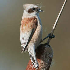 Rémiz penduline