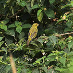 Serin soufré