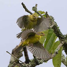 Serin soufré