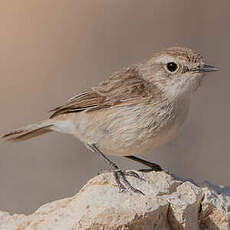 Tarier des Canaries