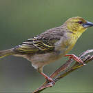 Tisserin gendarme