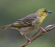 Tisserin gendarme