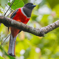 Trogon de Malabar