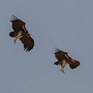 Vautour oricou