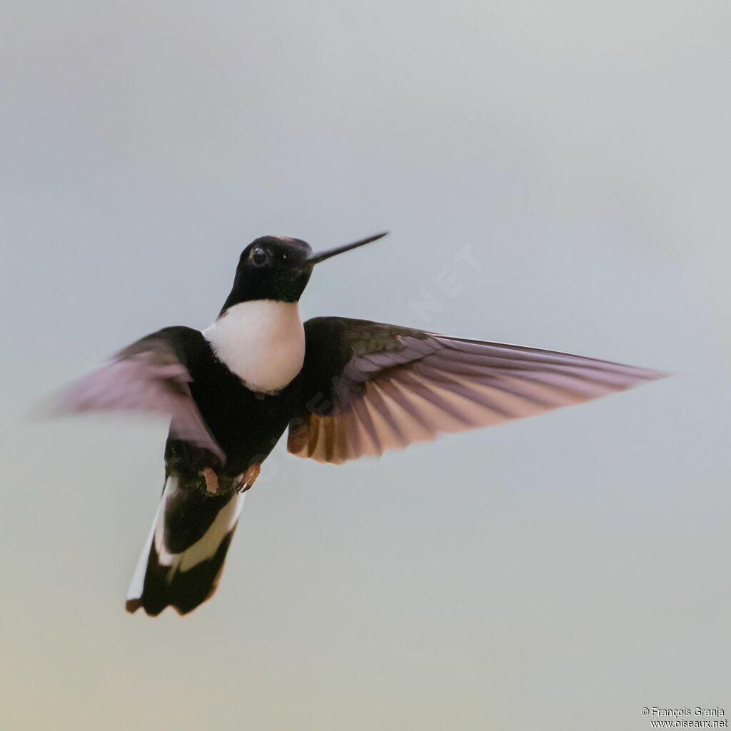 Collared Inca