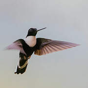 Collared Inca