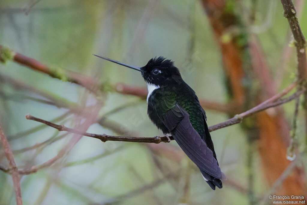 Collared Inca