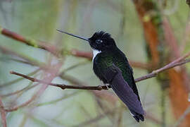 Collared Inca