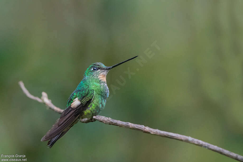 Buff-winged Starfrontlet female adult, identification