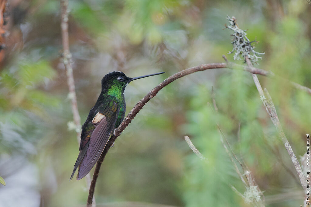 Buff-winged Starfrontlet