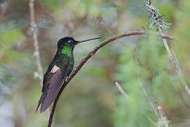 Buff-winged Starfrontlet