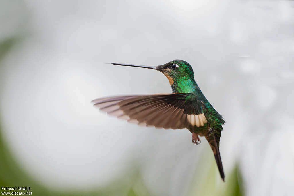 Buff-winged Starfrontlet female adult, pigmentation, Flight