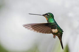 Buff-winged Starfrontlet