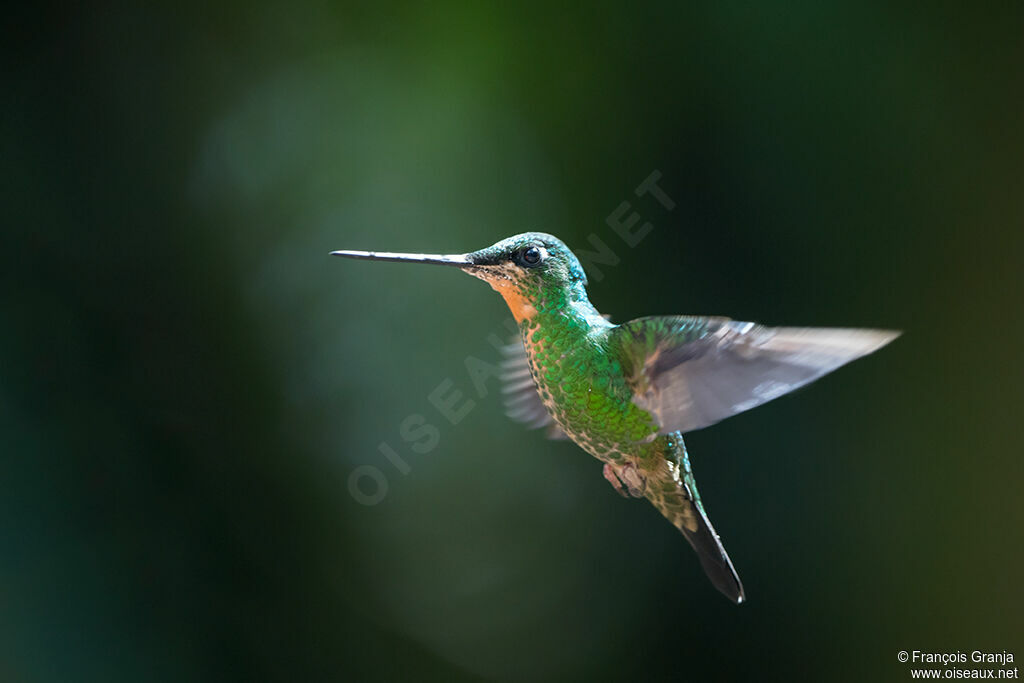 Buff-winged Starfrontlet female