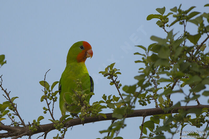 Red-headed Lovebirdadult