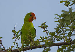 Red-headed Lovebird