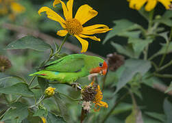 Red-headed Lovebird