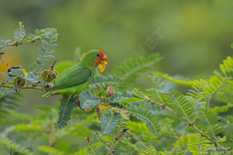 Red-headed Lovebirdadult