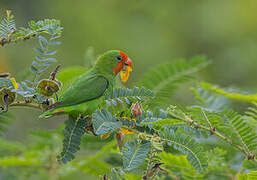 Red-headed Lovebird