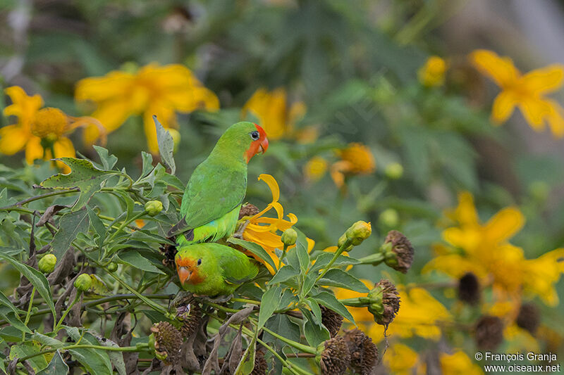 Red-headed Lovebird adult