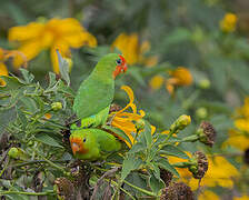 Red-headed Lovebird