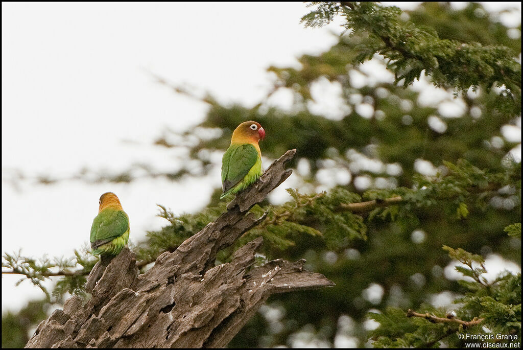 Fischer's Lovebird