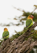 Fischer's Lovebird