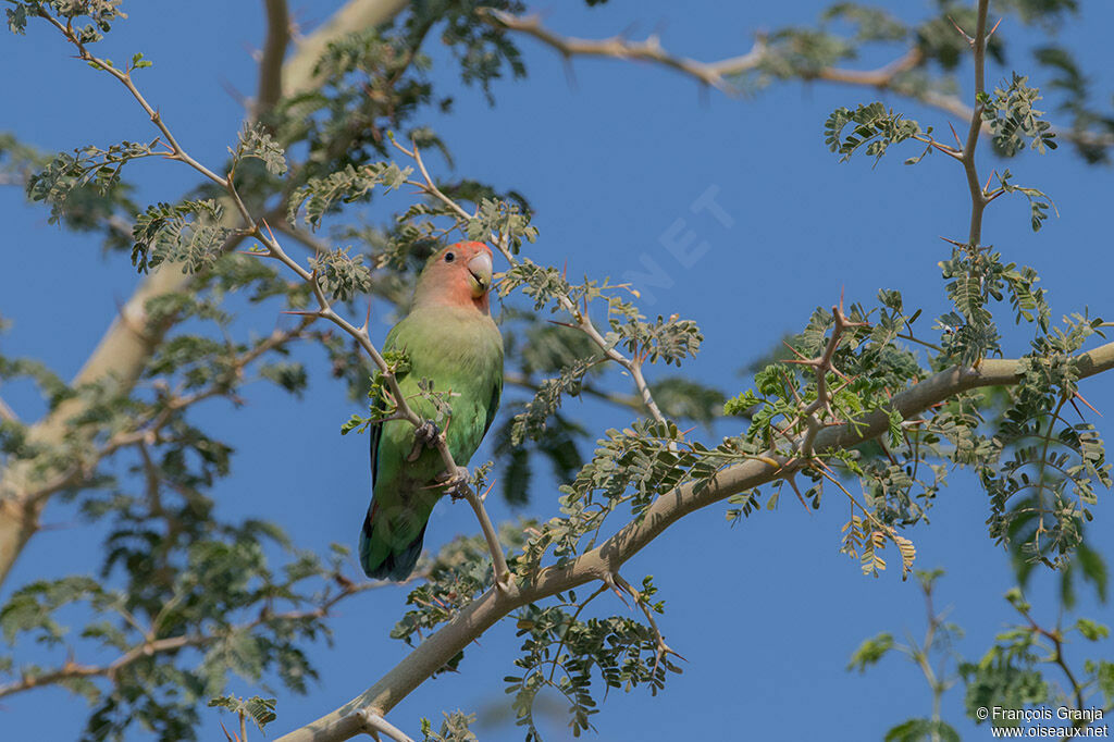 Rosy-faced Lovebird