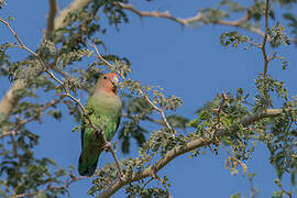 Rosy-faced Lovebird