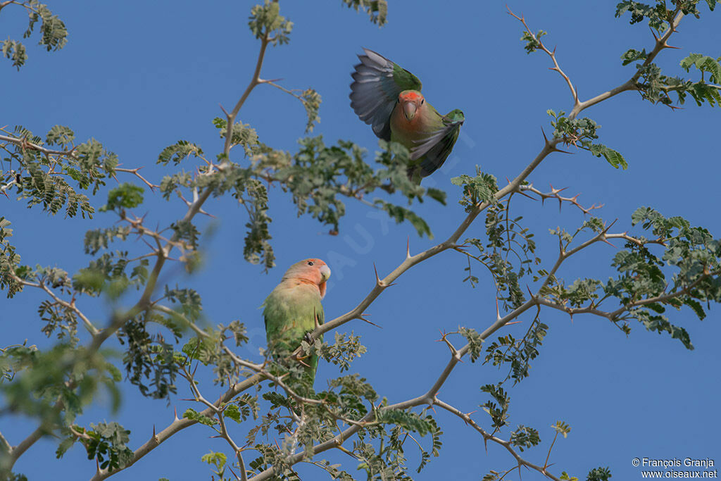 Rosy-faced Lovebird