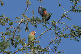 Rosy-faced Lovebird