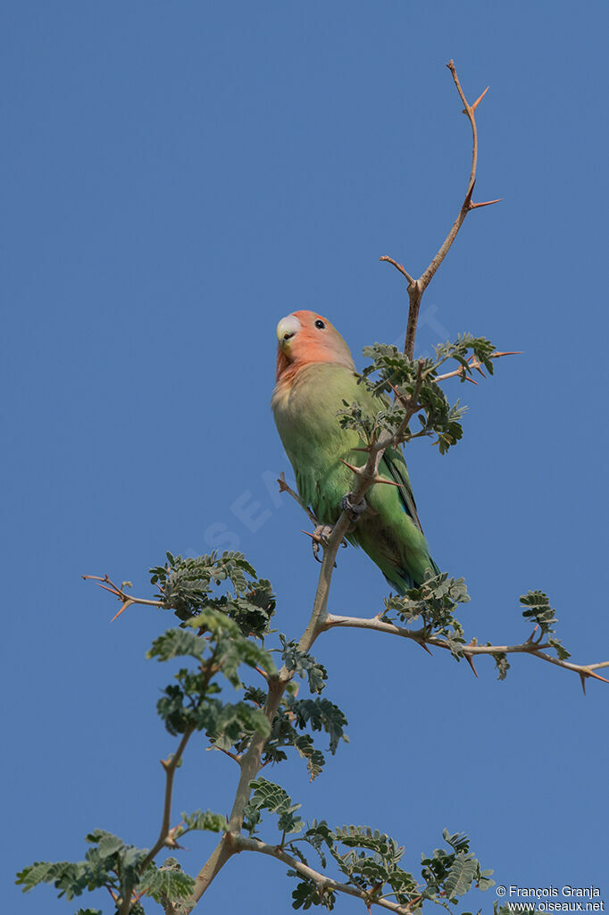 Rosy-faced Lovebird