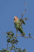 Rosy-faced Lovebird